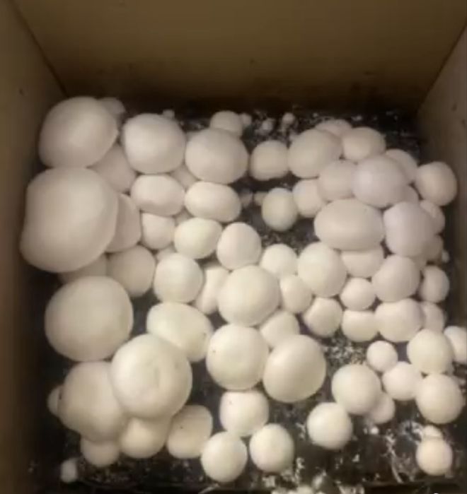 Набір для вирощування печериць вдома