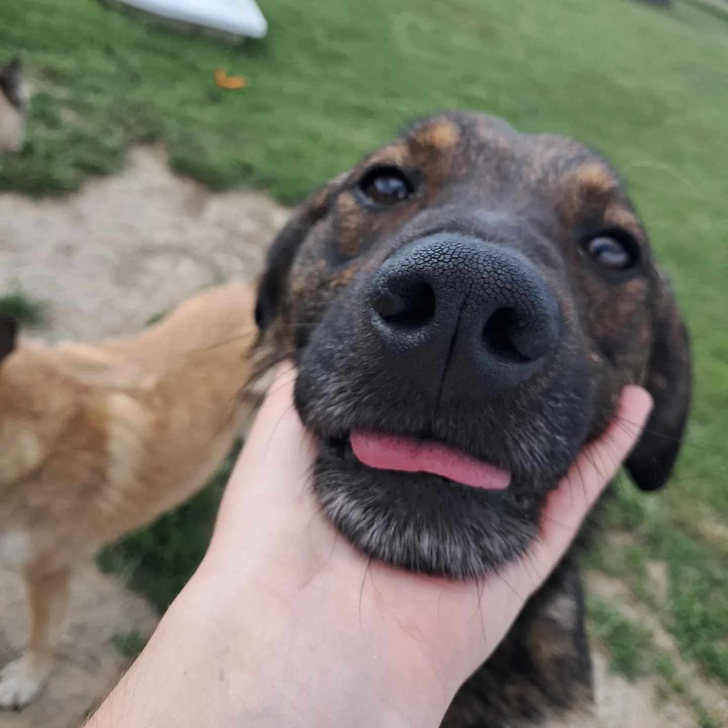 Do pilnej adopcji