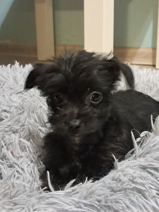 Szczeniaki krzyżówka yorka z Gryfonikiem