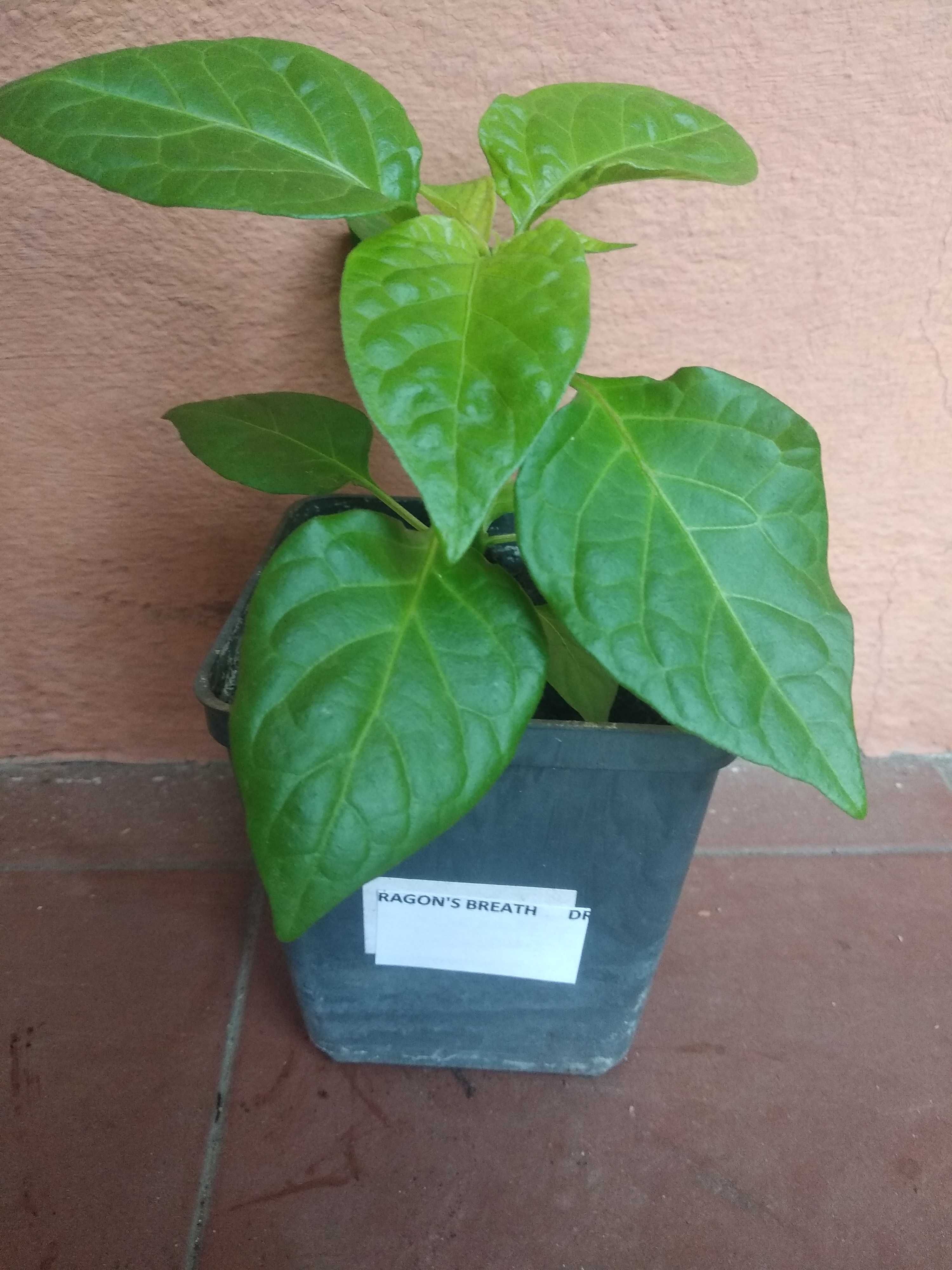 Sadzonki papryki chili - carolina reaper, habanero, jalapeno, trinidad