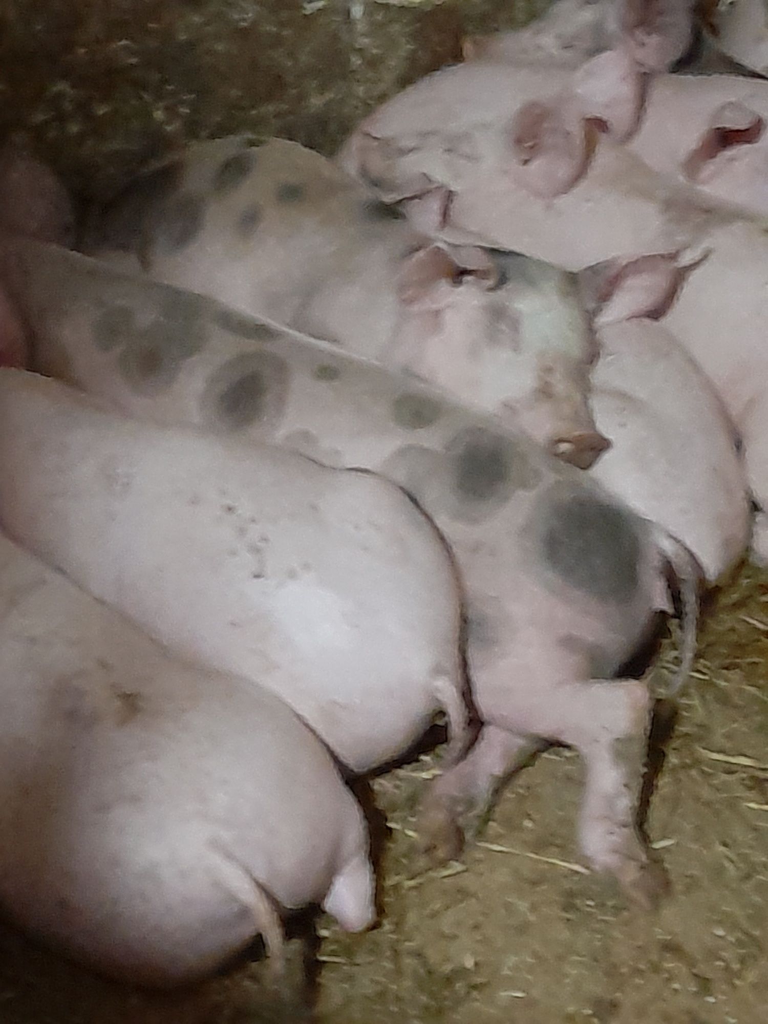 Продам поросят велика біла  до35кг проколено залізо