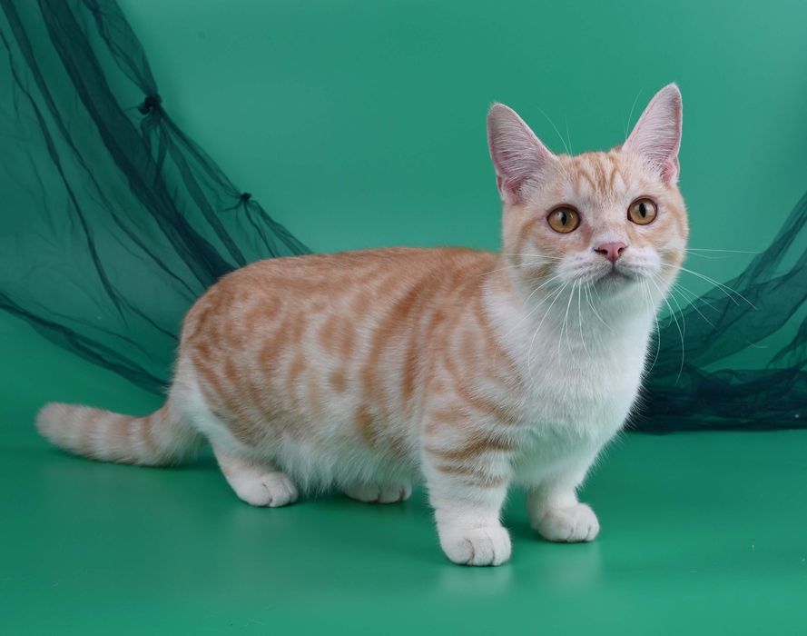 Хлопчик манчкін стандарт