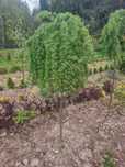 Modrzew szczepiony „Pendula” Kulisty