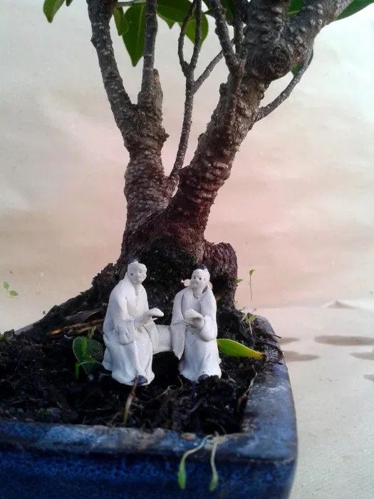 Esfagno (Sphagnum) musgo p/ Bonsai / Carnívoras / Orquídeas INTERIOR