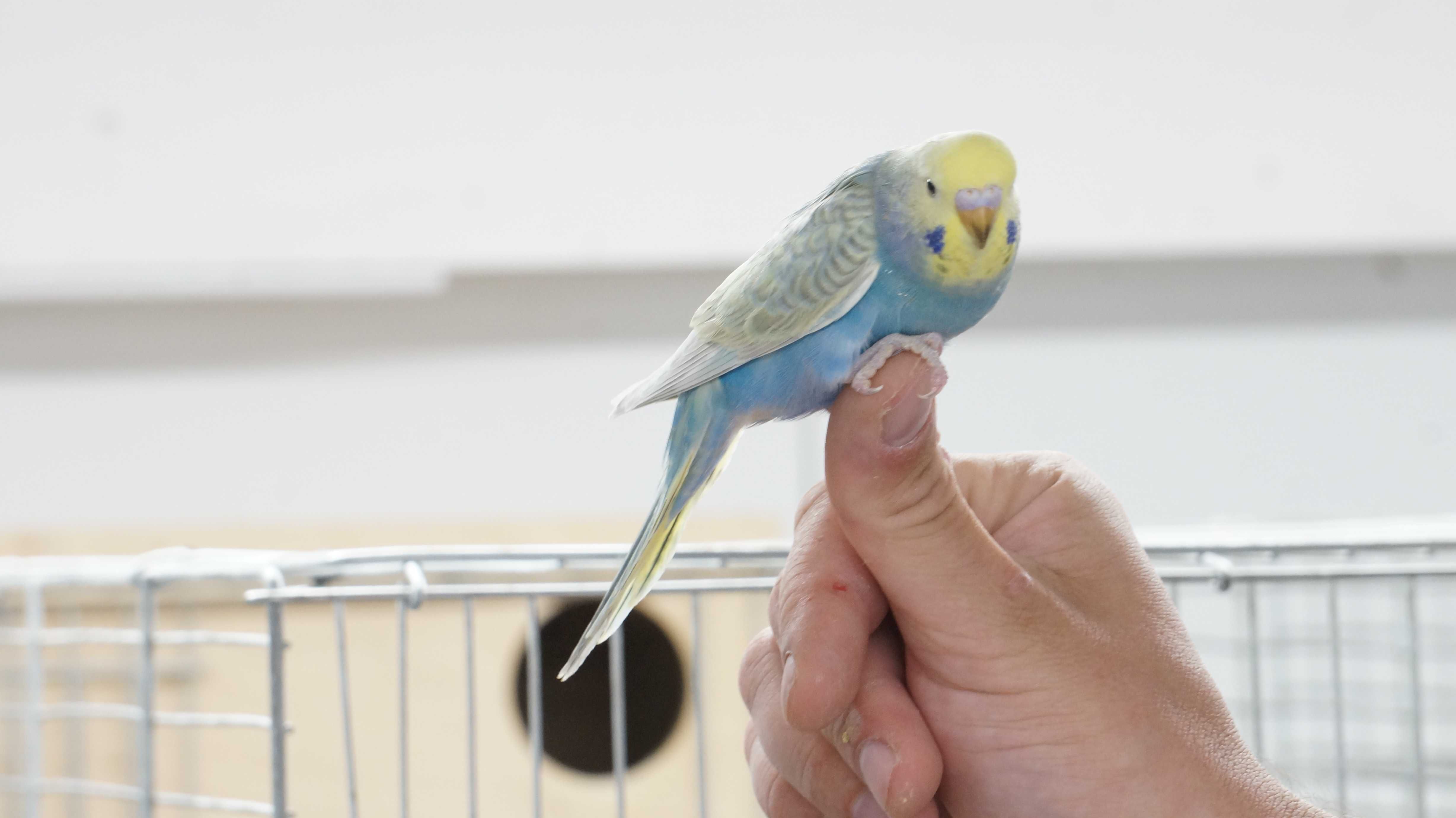 Papugi faliste-idealne do oswojenia
