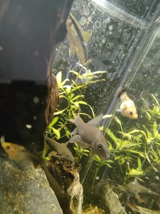 Labeo chrysophekadion (Black Shark Fish)