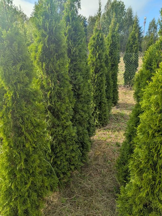 Tuja, Thuja Szmaragd