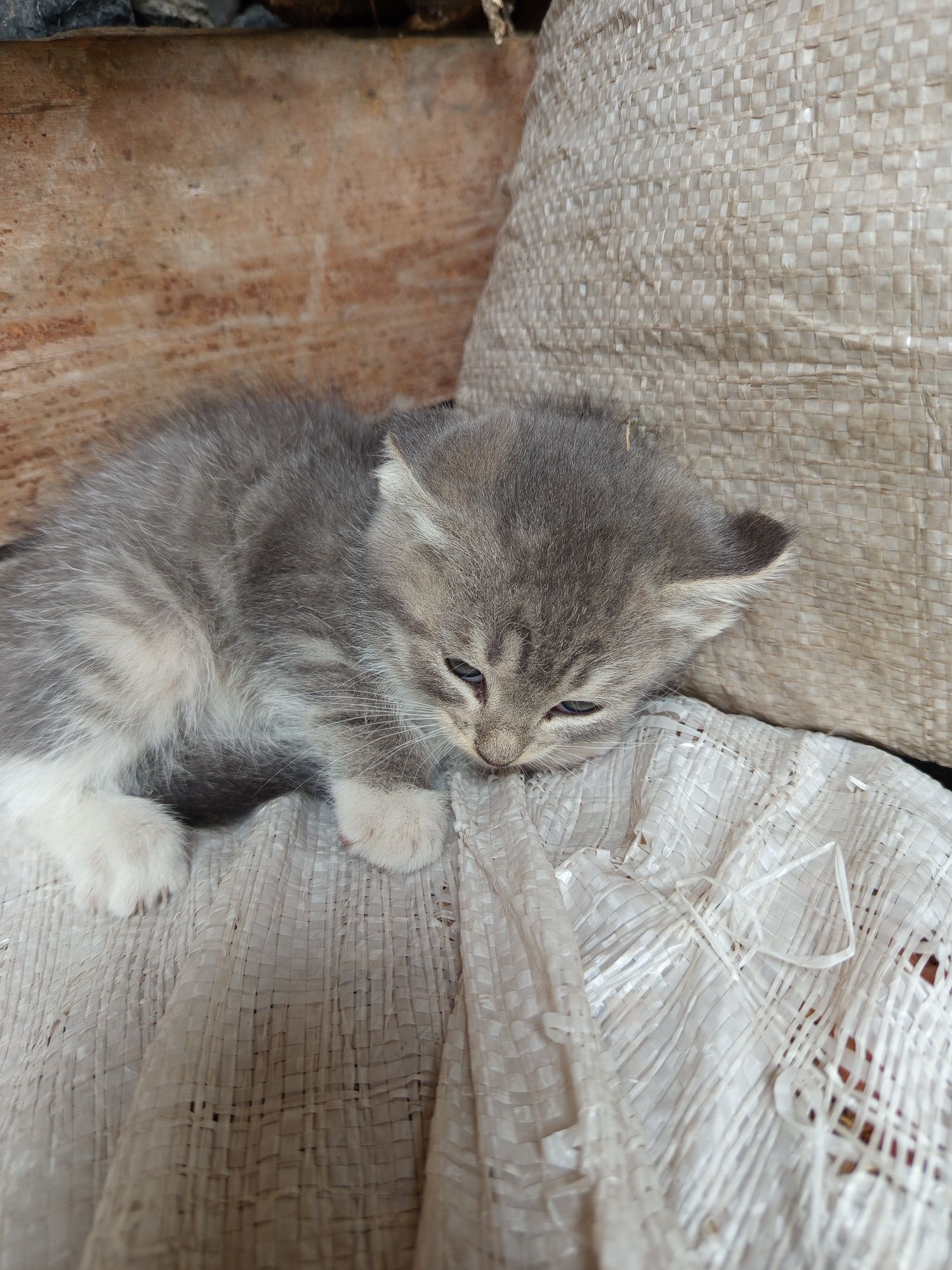 Кошенята в добрі руки