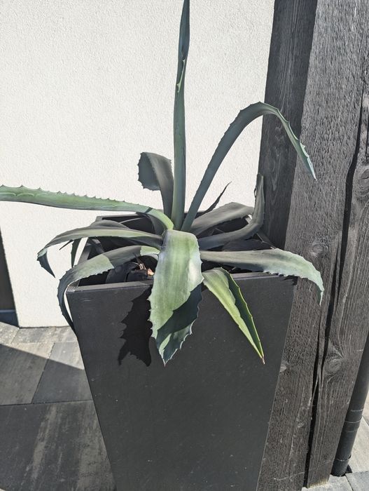 Witam sprzedam dwie agawy