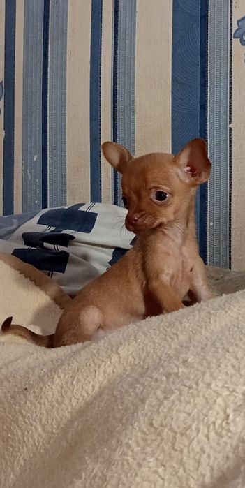 Шикарная малышка Той терьер.