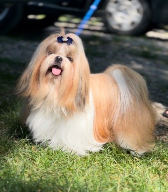 Shih tzu 100% prawdziwe rasowe cudeńka