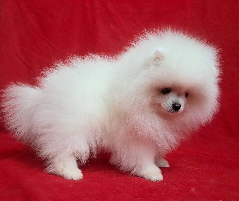 Белоснежная красотка, небольшого размера, есть нюанс.