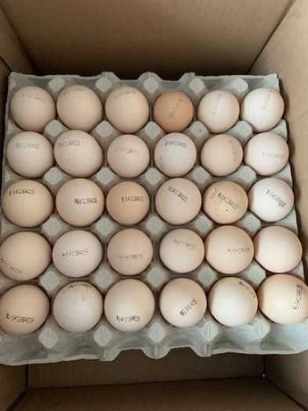 Бройлер росс 708 инкубационное яйце