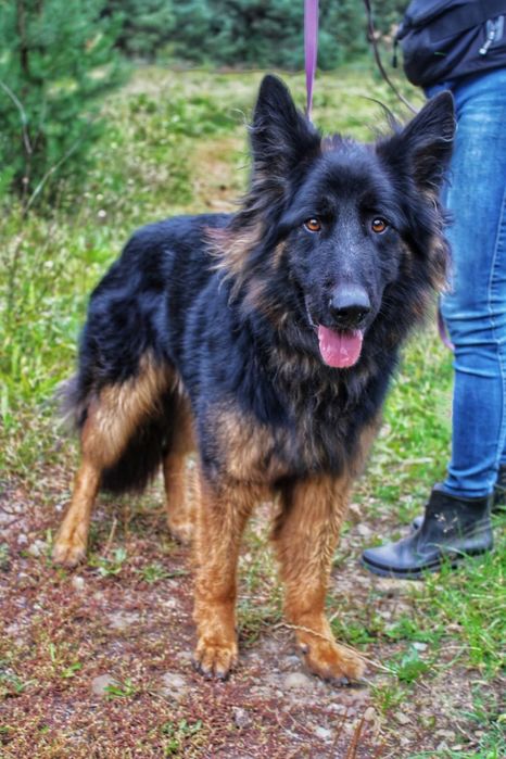 Śliczny młody pies owczarek niemiecki Dante do adopcji ze schroniska.