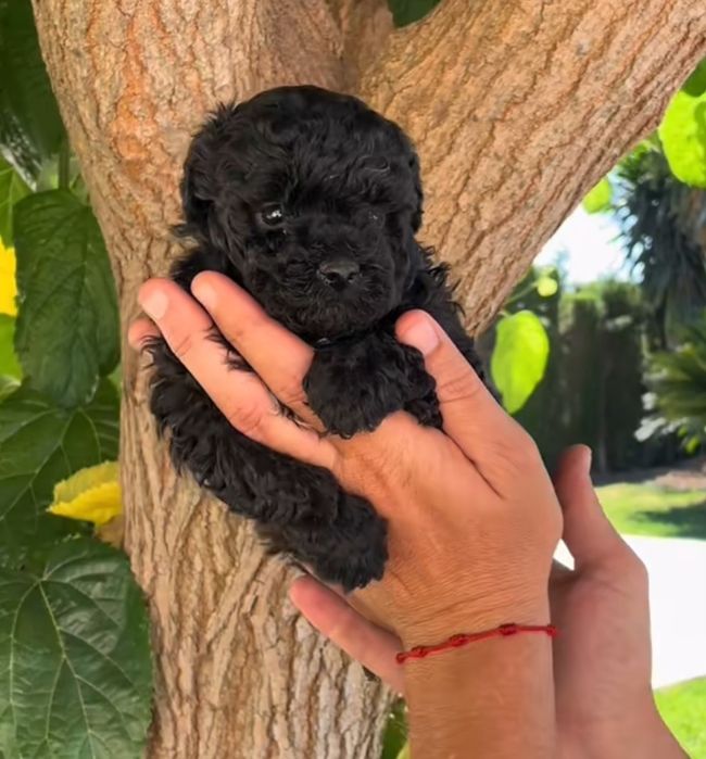 Caniche toy pooldle cor preto lindissimo