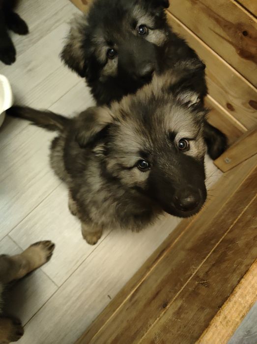 Owczarek Niemiecki Staroniemiecki suczka Flow