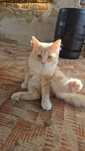 Молодий персиковий котик