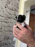 Piesek chihuahua tricolor na kolanka