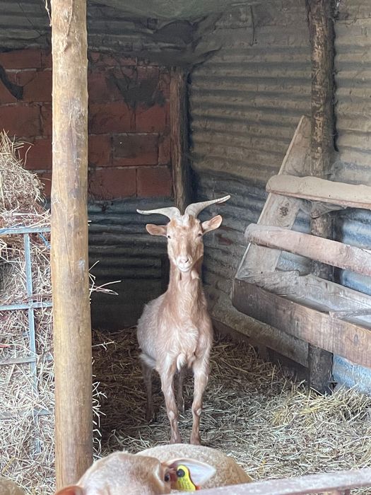 Vende-se  cabras