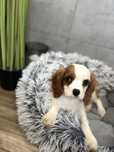 Śliczny pieskek rasy Cavalier King Charlies spaniel