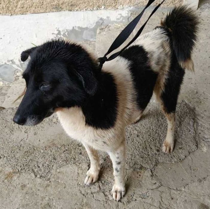 Надзвичайно добра і спокійна собака шукає дім