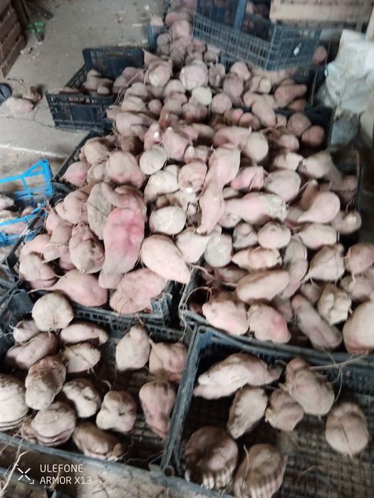 Batata doce venda au poblico