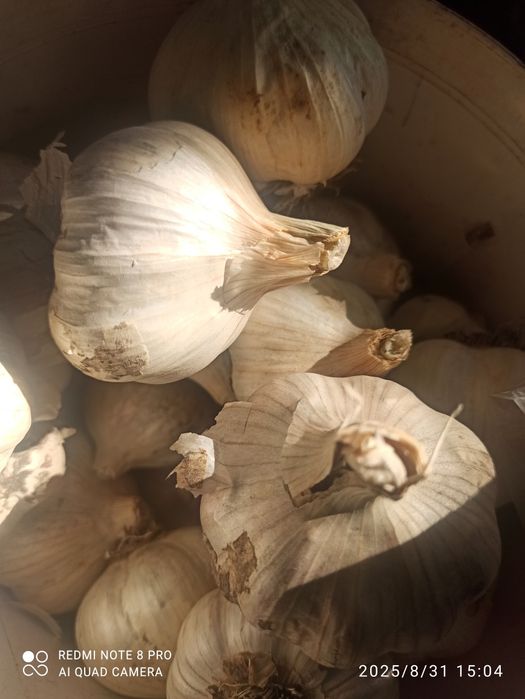 Продам часник великий сортовий Гулівер та Гермідор.Ціна 120 грн.