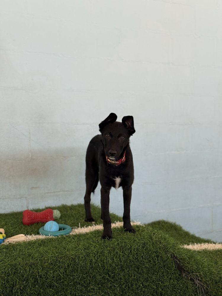 Cachorro meigo 4 meses