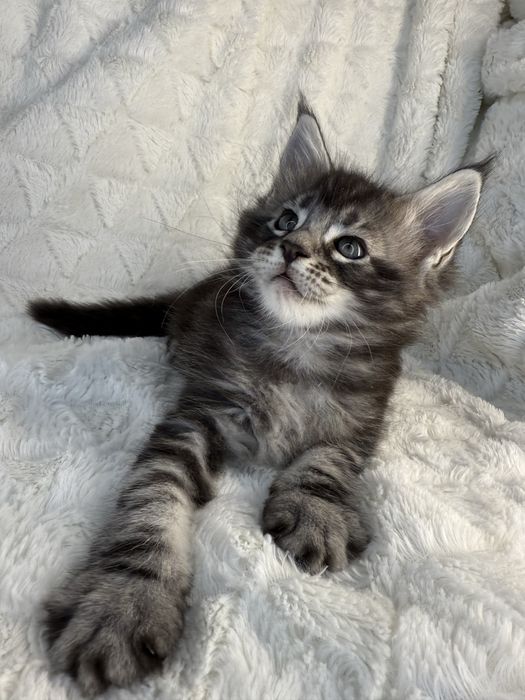 Kocurek Decoandcookie *PL Maine Coon Felis/FiFe