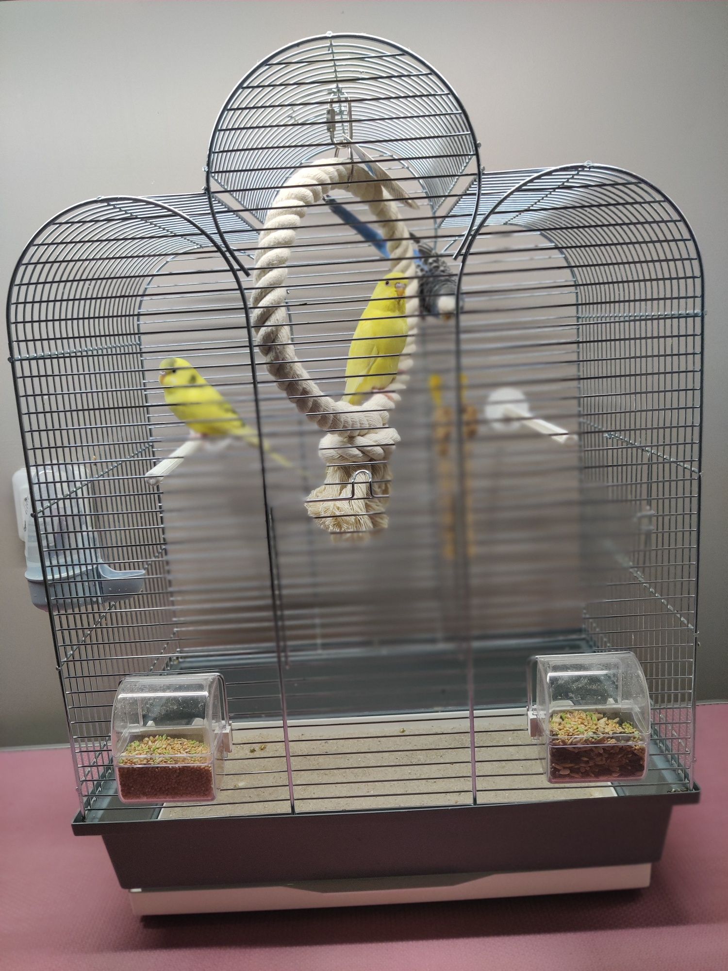 Papugi faliste 2szt z klatką i wyposażeniem