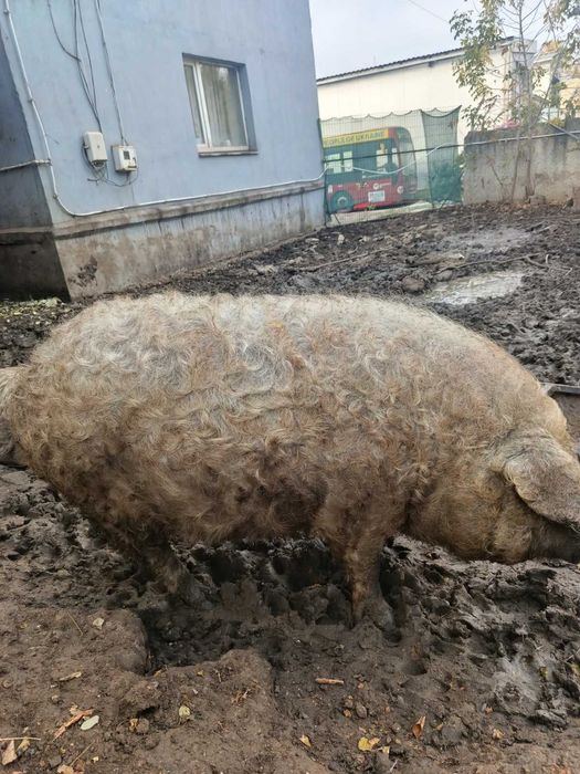 Продам кабанчика, свиню 90грн/кг