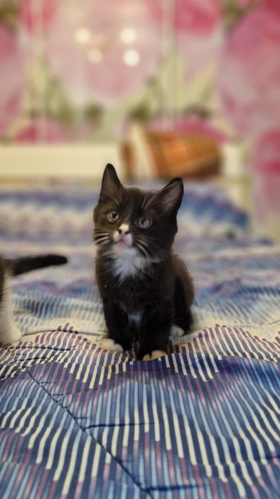 Віддам котика в добрі руки