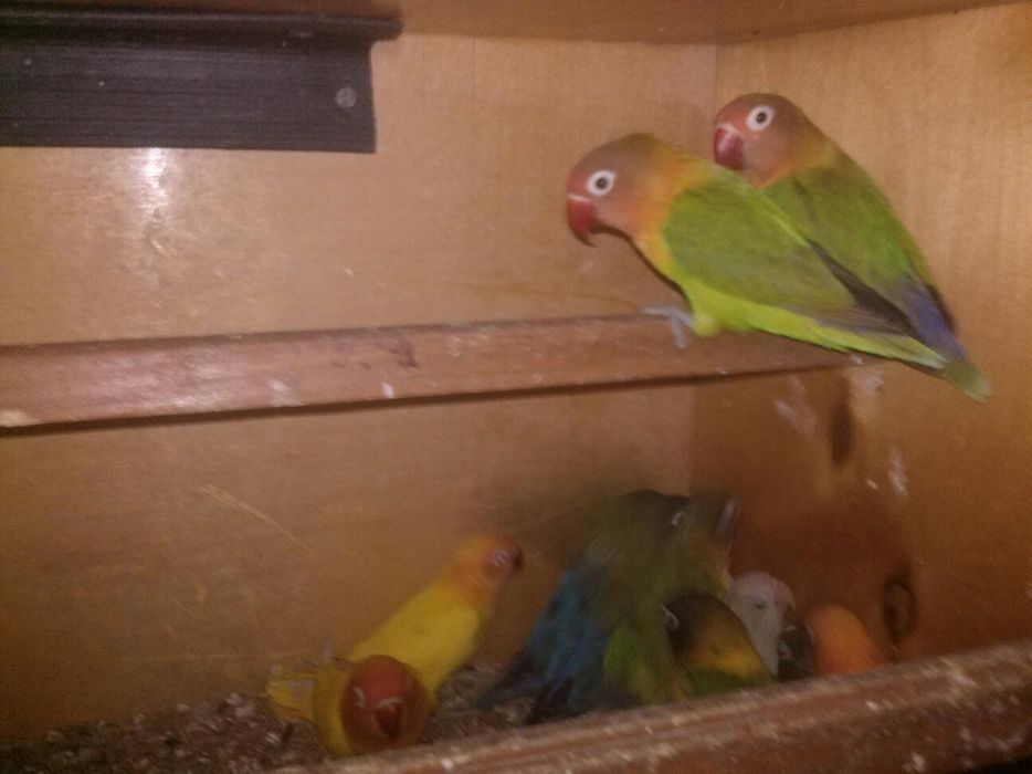 Папуги