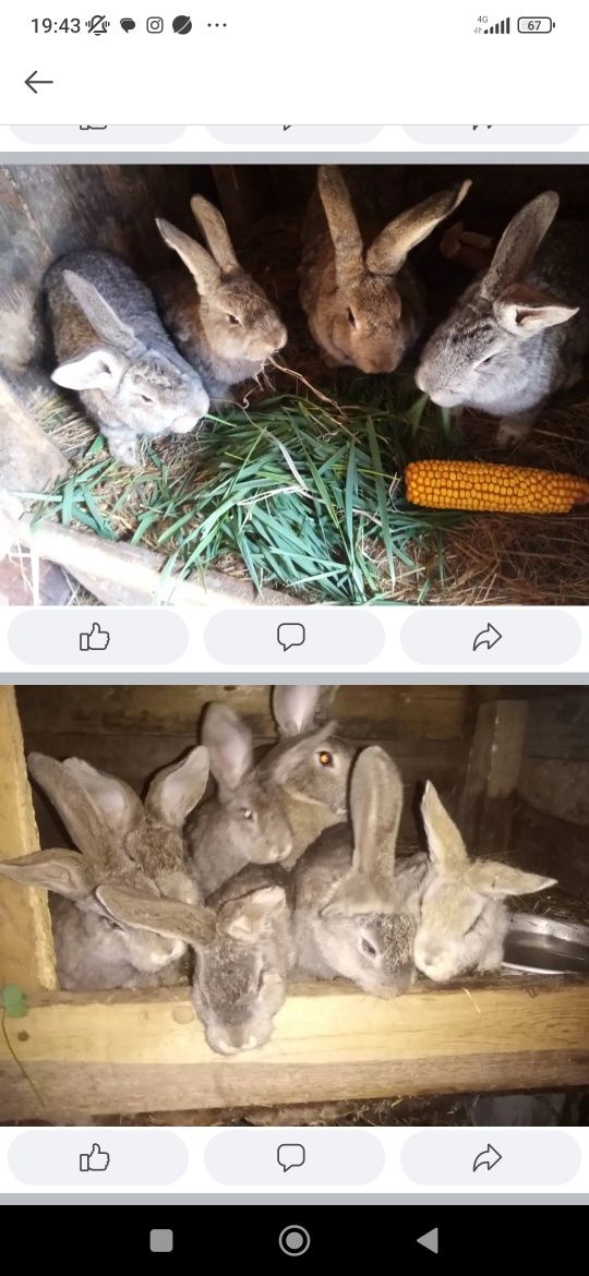 Продам кроликов,4.5-5 мес