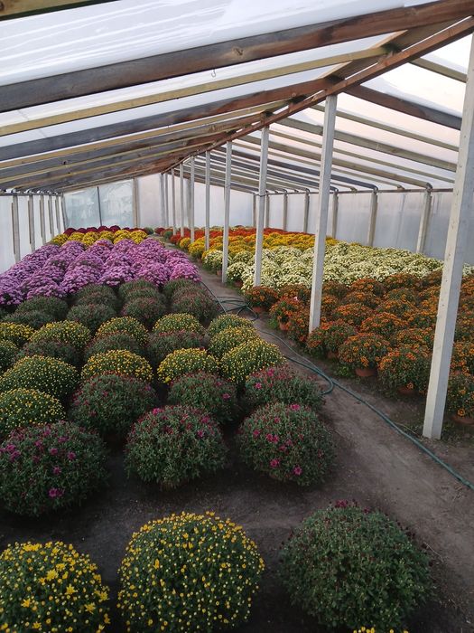 Chryzantemy drobnokwiatowe