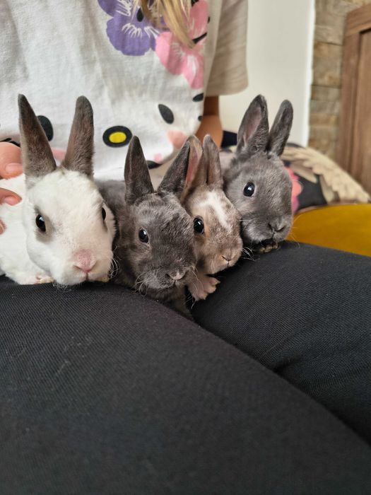 Karzełek rex samczyk samiczka miniaturka