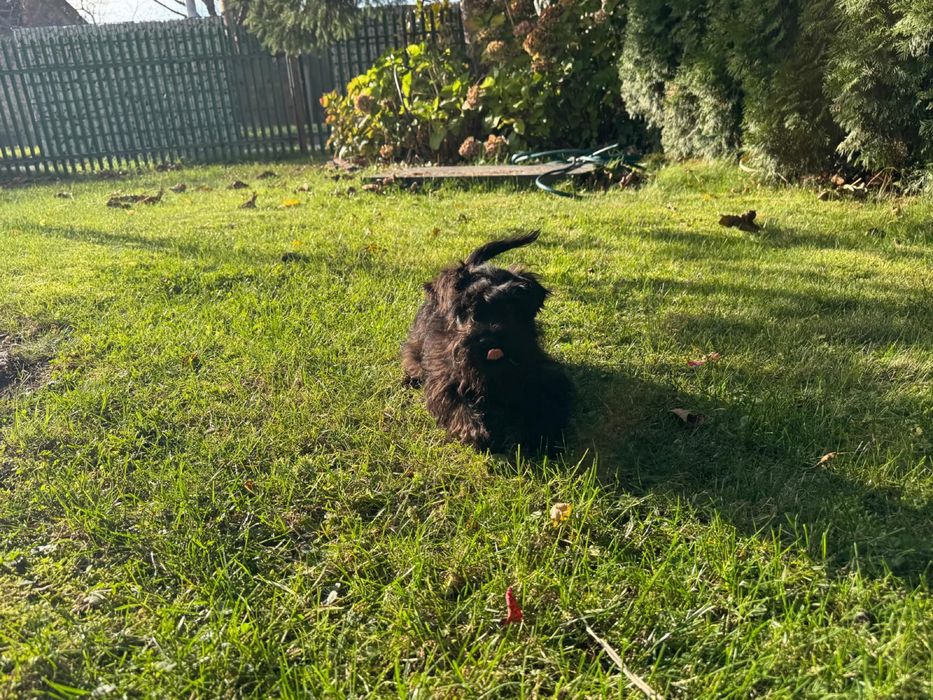 Sznaucer miniaturowy czarna sunia do odbioru