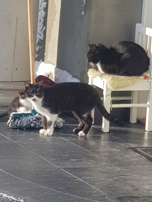 Kot kotek kotki za darmo gratis oddam