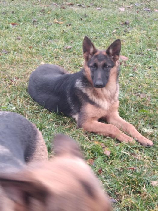 Продам німецьку вівчарку,дівчинку