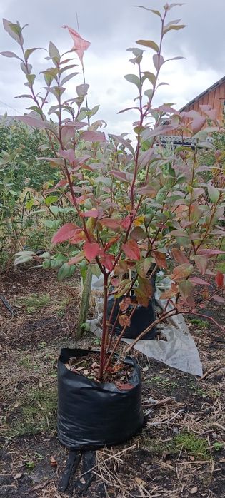 Саджанці лохини вік 6 років