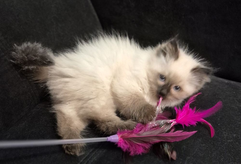 Kocurk Neva Masquarade