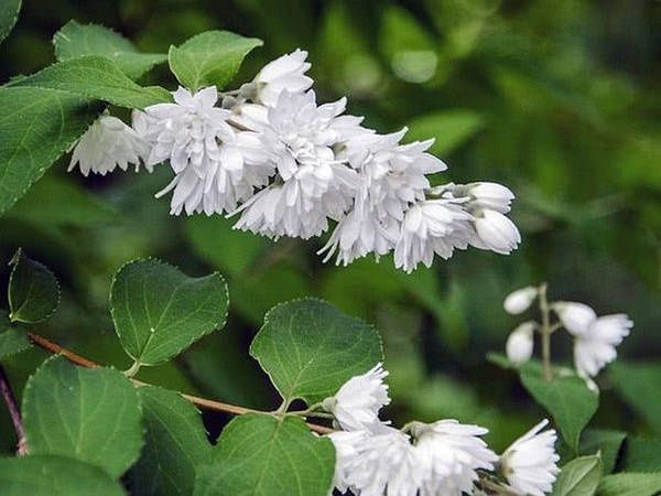 Дейция, Будлея, Форзиція, Вейгела, Спірея, Гортензія Анабель, Берескле
