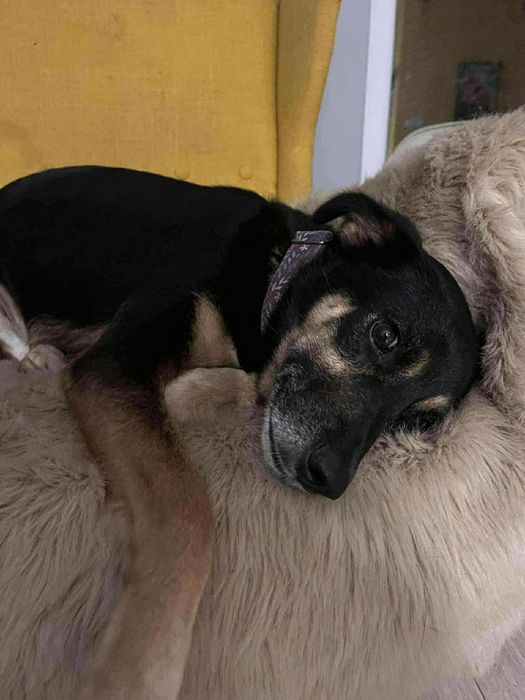 Luna wciąż szuka domu