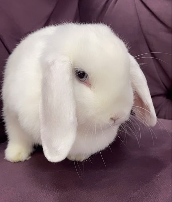Кролик самочка 5 міс висловуха (писати смс)