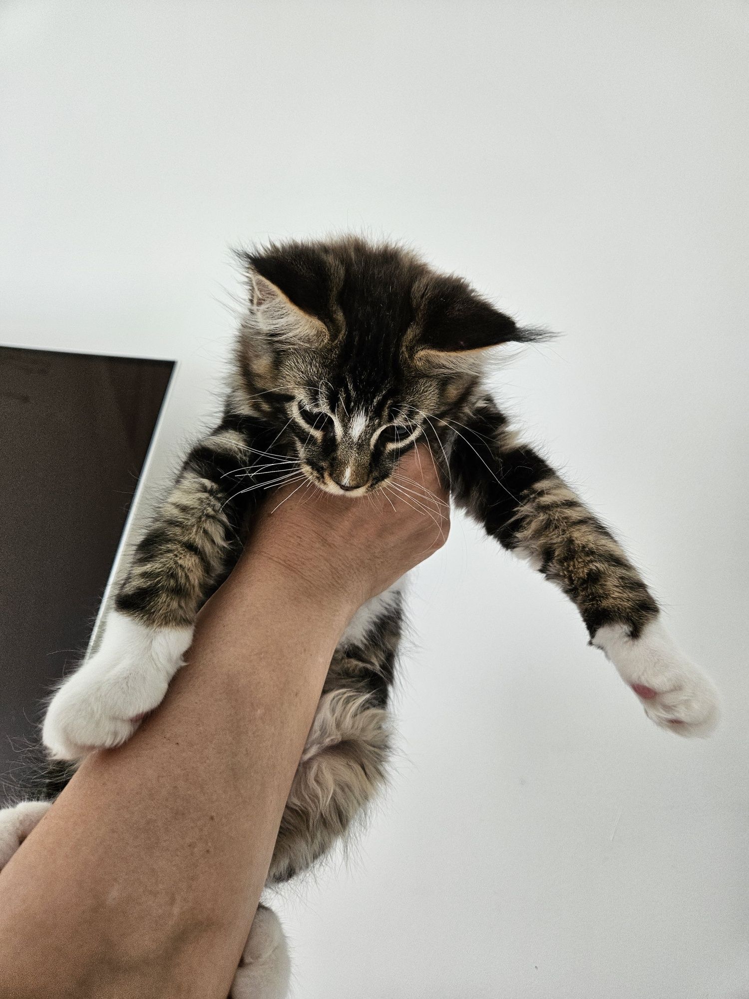 Piękny kocurek Maine Coon   ZAREZERWOWANY