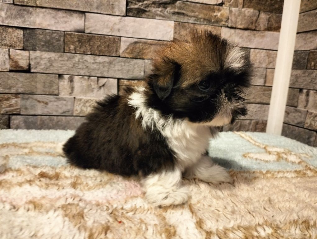 Cudowny Piesek shih-tzu (MINI)