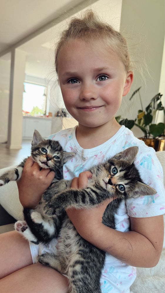 Kotek kot kotka kotki kocur
