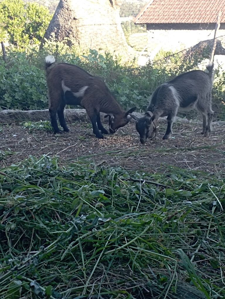 Vendo cabras anãs linda e meigas