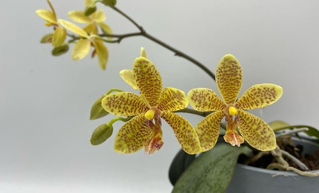 Орхідея фаленопсис Stuartiana x Manni 1,7. Сизий лист, невеликий крап