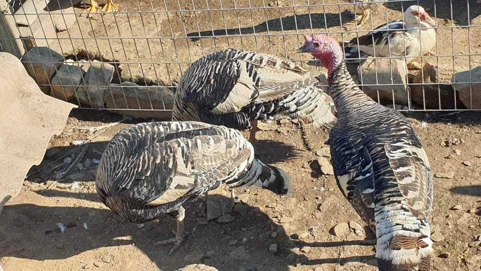 Gansos  galinhas patos perus fracas